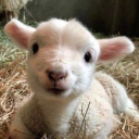 .ᐟ.ᐟ  ʟᴀᴍʙ ᴘᴀꜱᴛᴜʀᴇ ˖ ֶָ֢ ᡣ𐭩 Discord server icon