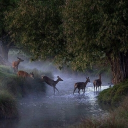 𓆝◟٠࣪ 𓂃 where rivers meet Discord server icon