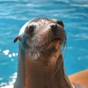 sealion
