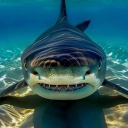 The Shark Den Discord server icon