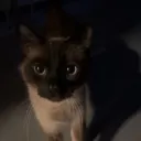 Frogguu selling nsfw's icon