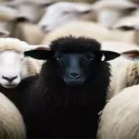 Black Sheep 2.O