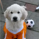 ﹚ ⚽ . 𝐏𝖾𝗋𝗋𝗂𝗍𝗈𝗌𝗌𝗌  ࣺ. ★