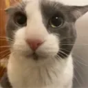 Guh Cat Central