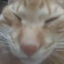 𝑪𝑨𝑶𝑺 𝑩𝑹𝑼𝑻𝑨𝑳 𝑷𝑽𝑬/𝑷𝑽𝑷