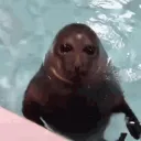 Carbon's Hangout (Seal Supremacy)