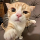 𝑶𝒄𝒂𝒕 𝒄𝒖𝒕𝒆 Discord server icon