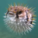 pufferfish | pfps • emojis • stickers • sfw • giveaways • friendly • community