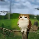 Meowl Testing