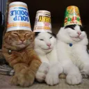 The Holy Cat Empire [THCE]