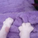 𝒓𝒆𝒏𝒕 𝒂 𝒌𝒊𝒕𝒕𝒚 🐾