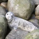 Тюлени [Скоро..]
