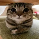 Shiganshina Dihhstrict discord icon