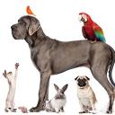 Dog Lovers Longue 🐕🐈🐇