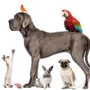 Dog Lovers Longue 🐕🐈🐇