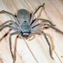 Dnd Discord server icon