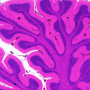 Autistic Geniuses Discord server icon