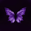 Butterfly Bonds Discord server icon