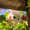 : ̗̀➛ 𝐿𝑜𝓋𝑒𝓇𝓈 𝐿𝑒𝒶𝓅 ⋆ೃ࿔*:･