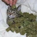 ᴛʜᴇ ᴘɪᴛ. ₁₈₊ Discord Server Icon