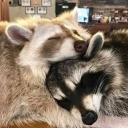 🫧 ★ Przystań Szopów ★🦝