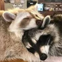 🫧 ★ Przystań Szopów ★🦝