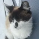 meow meow meow meow meow meow meow meow meow meow meow meow meow meow meow meow meow meow meow meow
