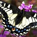 The Mottled Butterfly