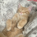 caraphernelia 𐚁 Discord server icon