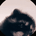 Kattan Chaya