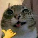 Not SFRP  Discord Server Icon