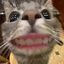 ✶🎀𝓓𝓸𝓿𝓮𝓼🎀✶