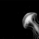 JellyO𐦍༘ Discord server icon