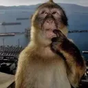 𓏵 、/leons fat monkeys、 j2l = ban