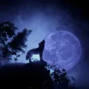 Midnight Howl