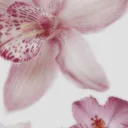 ꒰୨୧◞ 。vdp .ᐟ