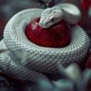 𝐈𝐧𝐟𝐞𝐫𝐧𝐚𝐥𝐞𝐬 𝐒𝐞𝐫𝐩𝐞𝐧𝐭𝐞𝐬 [1679]