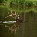 Deer Pics 🦌/ Nature Pics
