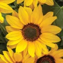 🌻Grow a Garden GC🌻