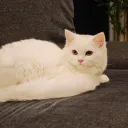 ZuZu Discord server icon