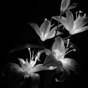 ♡· ─ ·❁· ─ ·♡