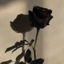 🥀 𝐍𝐢𝐠𝐡𝐭 𝐑𝐨𝐬𝐞
