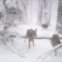 ˚₊﹐Mistify ₊˚・ Discord Server Icon