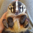 THG : THE SOWING Discord server icon