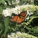 butterflies