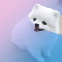 Masked Spitz