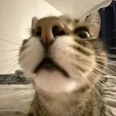 獨裁貓俱樂部🐈💲