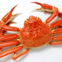 蟹鯖