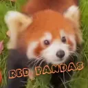 Red Pandas