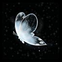 Silver butterfly